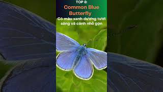 Top 10 loài bướm đẹp nhất trên thế giới buom 10loaibuomdepnhat MorphoButterfly MonarchButterfly [upl. by Cirdor]