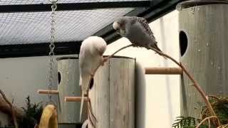 Budgies in our aviary  Grasparkieten in onze voliere Juli 2015 [upl. by Bridget]