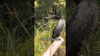 Amazing Cormorant Sounds  Stunning Bird 😊🦅🪶 [upl. by Nnaeoj276]