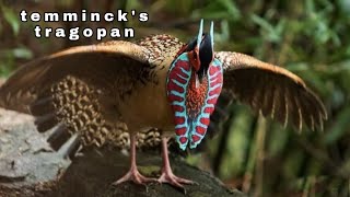 Temmincks tragopan Tragopan satyra funny display [upl. by Lilak]