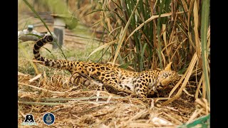 Helpless Leopard Rescued from Deadly Jaw Trap in Maharashtra [upl. by Adniled431]