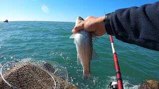 🐟🎣“Bolognese in scogliera a Fiumicino”🎣🐟 [upl. by Stoughton]