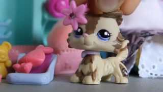 Littlest Pet Shop  quotSuperstar Lifequot Music Video [upl. by Einomrah702]