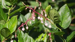 salal  Gaultheria shallon Identification and characteristics [upl. by Ettenom614]