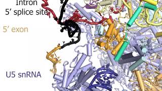 How the exonintron junction is introduced into the spliceosomes active site [upl. by Enimsay513]