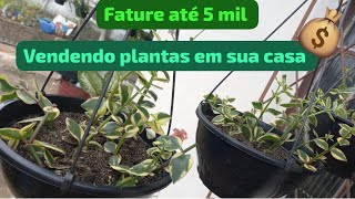 COMO FATURA ATÉ 5 MIL REAIS VENDENDO PLANTAS EM CASA [upl. by Katerine]