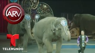 Elefantes harán último acto de circo hermanos Ringling  Al Rojo Vivo  Telemundo [upl. by Slaughter]