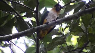 Loro De Cabeza Negra Pionites melanocephalus  Blackheaded Parrot [upl. by Aikim]