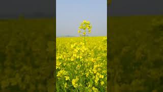 kabhi yad karega jamana mitti pe mar mit janashort shortfeed smartfarming [upl. by Schargel694]