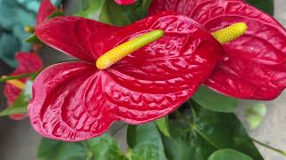 Les chroniques jardin de France Bleu Sud Lorraine Anthurium [upl. by Allyce669]