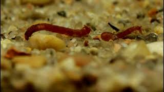 Short Shots 5 Deep Water Chironomid Larva Feeding and Swimming [upl. by Feilak]