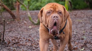 Abandoned Dogue de Bordeaux Saved by Kind Couple [upl. by Donnie]