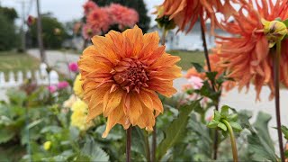 HEY Dahlia Lovers  The Big Dahlia Tour [upl. by Sclater]