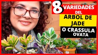 Crassula Ovata o Arbol de Jade y sus 8 VARIEDADES [upl. by Engelhart]