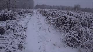 Охота на зайца с русскими гончими 151124г По белой тропе Заполевали [upl. by Marabel]