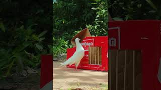 new bird trap using cardboard box shorts [upl. by Dara921]