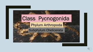 Class Pycnogonida  Phylum Arthropoda P4phylum [upl. by Jehanna]