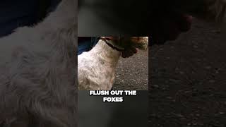 Origins of Wire Fox Terriers  Perfect Fox Hunters [upl. by Rojas]