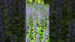 Ajuga vitality energy flowers [upl. by Eenimod336]