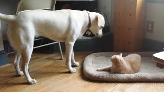 Cats Stealing Dog Beds 2015 NEW [upl. by Norval]