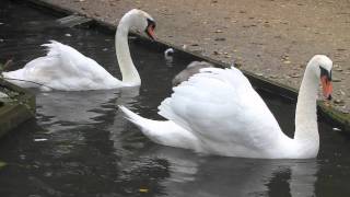 Swans and Cygnets at Abbotsbury Swannery Dorset  Mute Swan  Birds UK [upl. by Nylirrehs728]