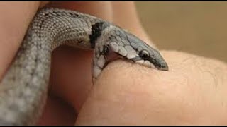 Serpentes Venenosas do Brasil Conhecendo as Criaturas Misteriosas da Fauna Brasileira [upl. by Abbey]