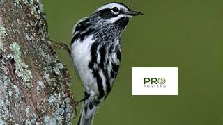 Black and white Warbler Bird Sound Bird Call for Pro Hunters [upl. by Orland]