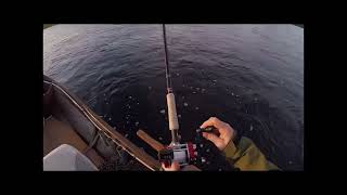 Salmon fishing  Lohensoutu 166kg [upl. by Vladi]