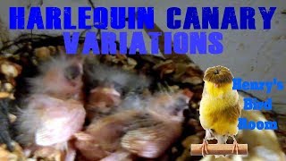 Harlequin Canary Variations  Henrys Bird Room Tips amp DIY Info for Bird Breeders [upl. by Aidin]