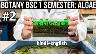 algae शैवाल  क्लोरोफायसी bsc 1 semester botany [upl. by Notyard]