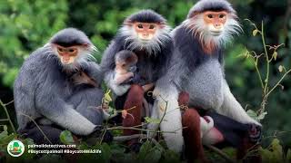 Red shanked Douc Langur Pygathrix nemaeus [upl. by Yam]