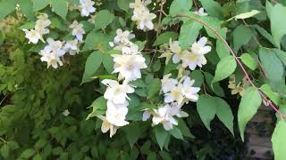 Philadelphus Mock Orange Shrub  a Nice Addition to your garden [upl. by Haakon714]