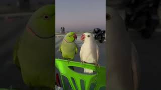 What is the approximate IQ of a parrot funny foryou parrot [upl. by Licko]