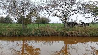 Cows walking by the canal to the milking shed [upl. by Silverts219]