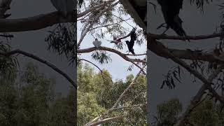 Crow disturbing a pair of galah [upl. by Aicnatsnoc]