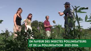 Luzerne de biodiversité  Renforcer les ressources alimentaires des pollinisateurs [upl. by Fakieh]