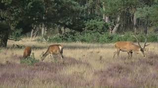 Live Hoge Veluwe Wildlife Spotting EdelHerten parings seizoen 12 sept 2024 [upl. by Inaffyt]