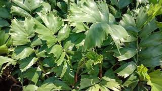 Caryota urens Fishtail Palms young plants Ornamental palm saplings [upl. by Body]