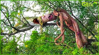 30 Moments Python Swallows Prey On A Tree Branch What Happens Next  Animal Fights [upl. by Cesya226]