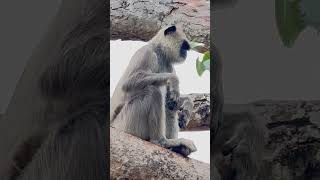 Grey Langur Sound [upl. by Navarro]