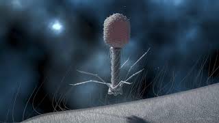 T4 Phage Replication [upl. by Dranoel]