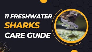 11 Freshwater Aquarium Sharks For Tanks Of All Sizes [upl. by Whalen811]