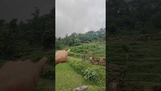 Barking Deer यानी Muntjac Deer कूद के भागा गाय के बाड़े के पीछे के जंगल से । जंगली जानवर और गाय [upl. by Griselda]