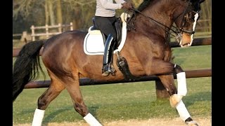 SOLD 2006 Westfalian Inter I gelding top yr horse wwwsporthorsesonlinecom [upl. by Akahs]