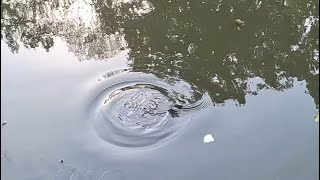 Carp Feeding Frenzy Satisfying Surface Sucks on Bread 🍞 fishing fish carp [upl. by Comstock]