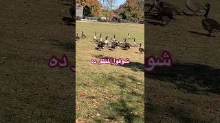 الوز الكندي بأمريكا shemainusa اكسبلور نيويورك nature geese [upl. by Orlantha355]