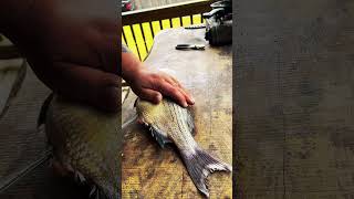 Part 1 fishing fishingvideo fish cooking food shorts shortvideo fyp viral catchfish [upl. by Leff]