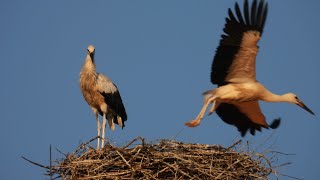 Storchennest Fridolfing Rathaus 160824  Jungstorch macht frühmorgens einen Rundflug [upl. by Elpmet429]