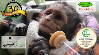 4 Baby Orphan Monkeys Unbelievable Stories of Survival 🐒💔 [upl. by Heppman]