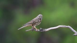 Ökse ardıcı » Mistle Thrush » Turdus viscivorus [upl. by Merkley]